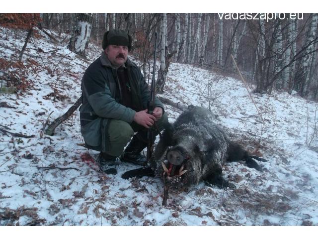 Vaddisznó vadászat Romániában 