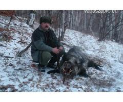 Vaddisznó vadászat Romániában 
