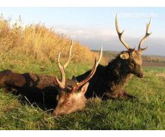 Japán szika bika vadászat Csehországban 2019-ben is