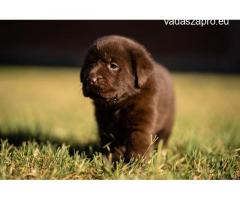 Eladó Minőségi Fajtiszta Labrador jellegű kiskutyák